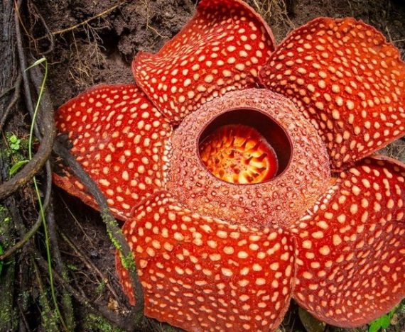 bunga rafflesia