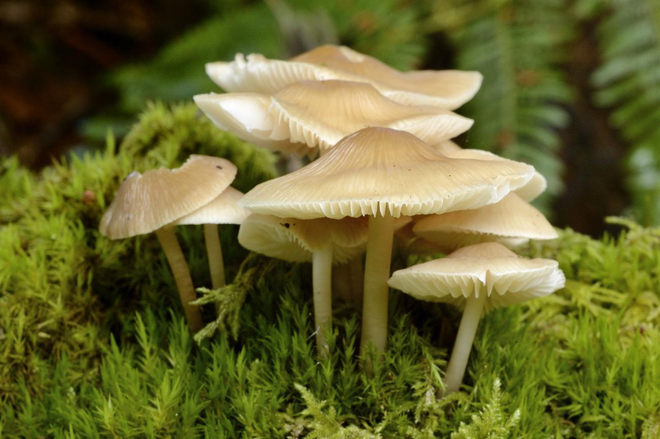 Ciri ciri fungi
