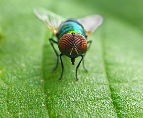 Teknik fotografi macro