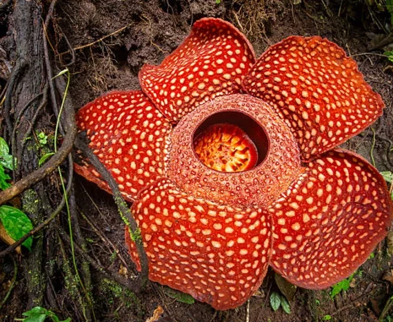 Keanekaragaman hayati flora Indonesia