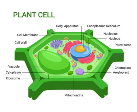 sel tumbuhan