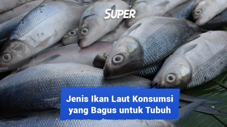 jenis ikan laut konsumsi