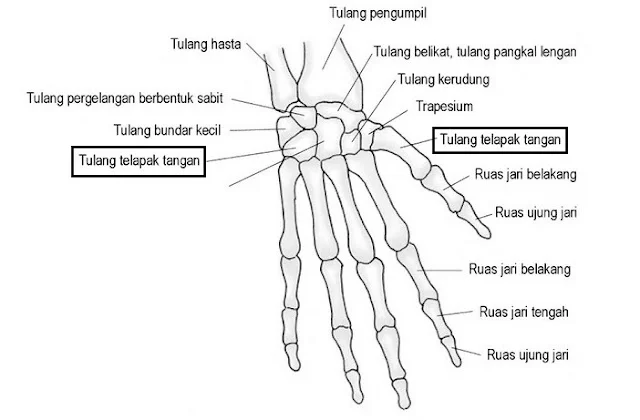 fungsi tulang lengan