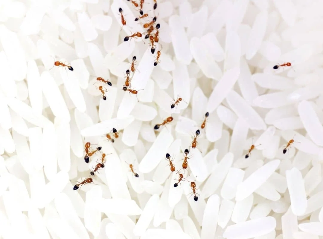 Cara menghilangkan semut di beras