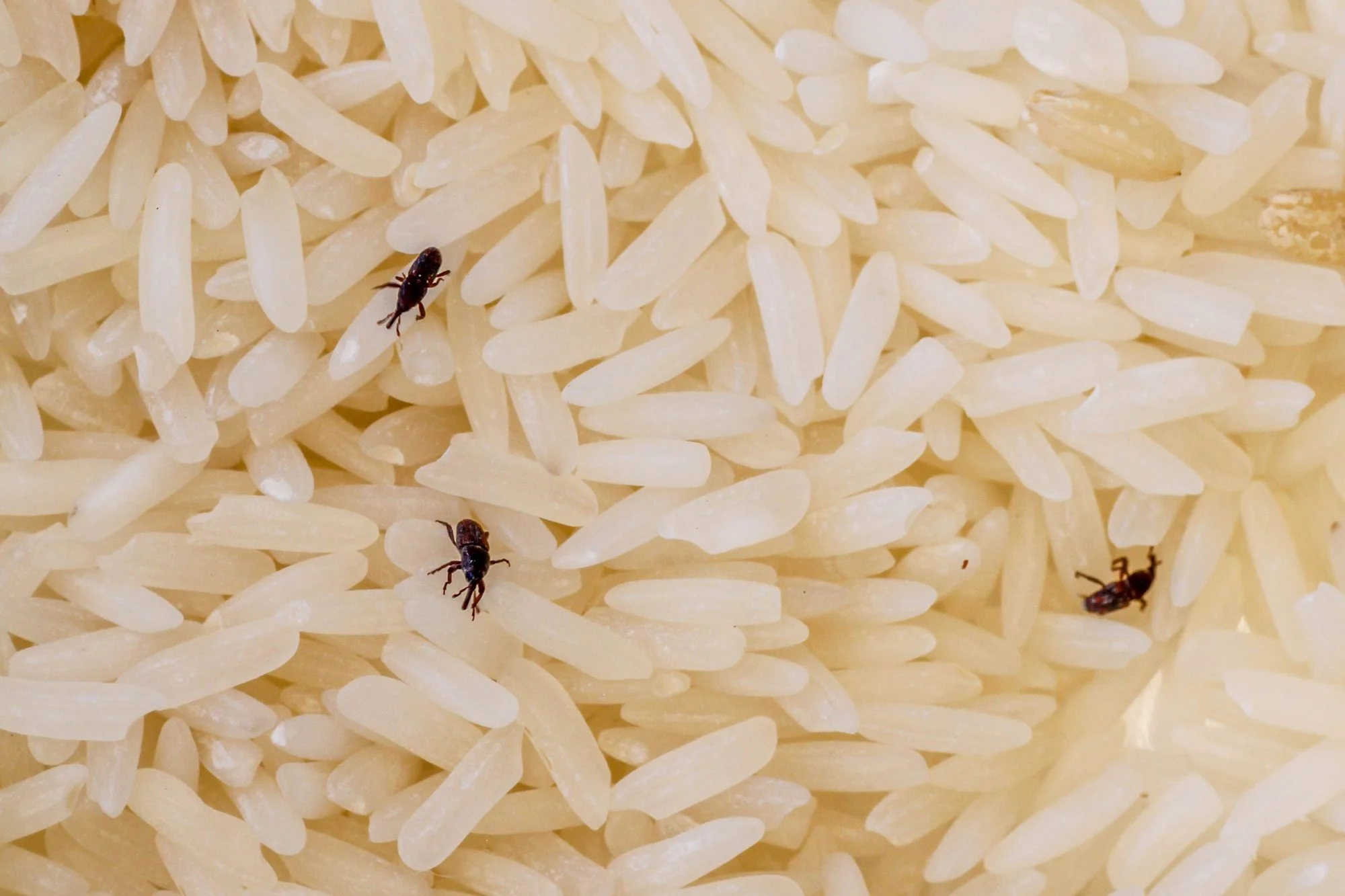Cara menghilangkan kutu beras