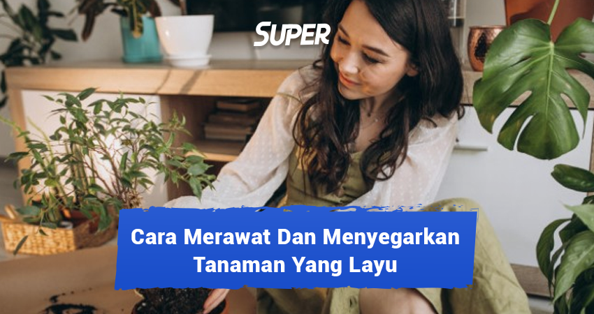 cara merawat tanaman layu