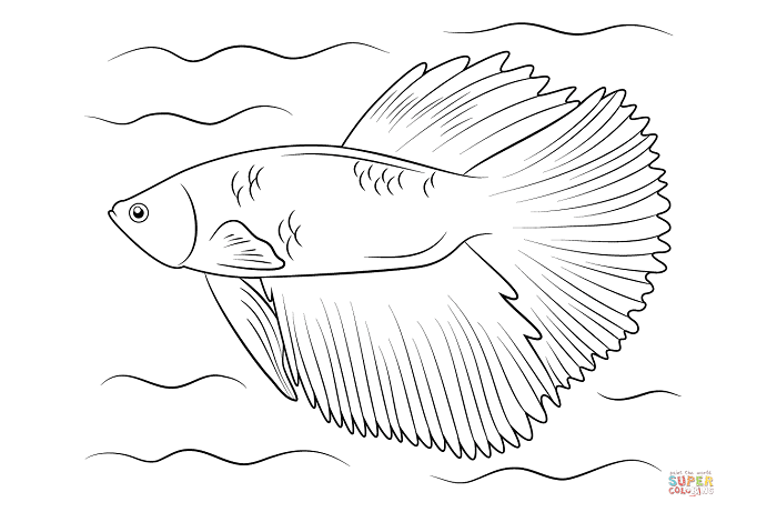 sketsa ikan