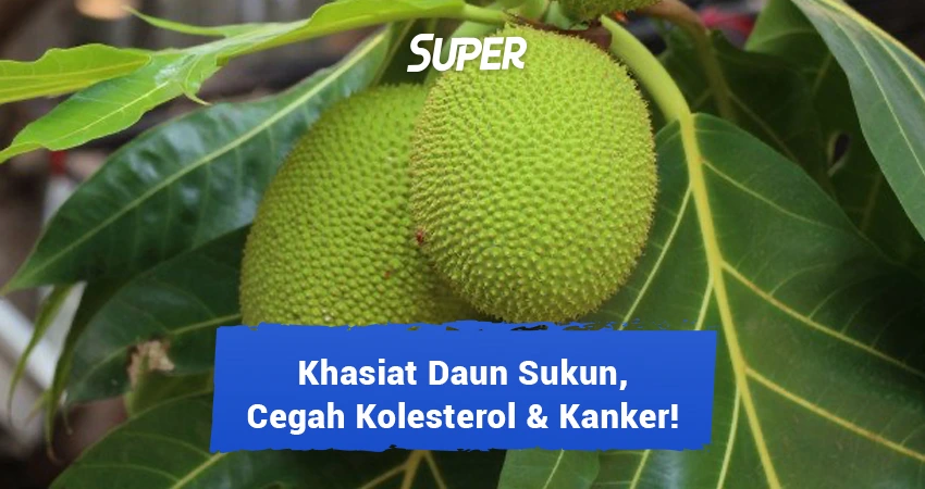 15 Manfaat Dan Khasiat Daun Sukun Untuk Kesehatan