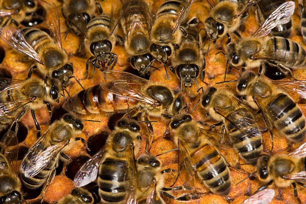 jenis kelamin lebah