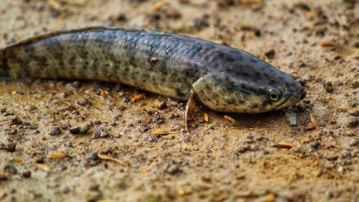 manfaat ikan gabus buat ibu hamil