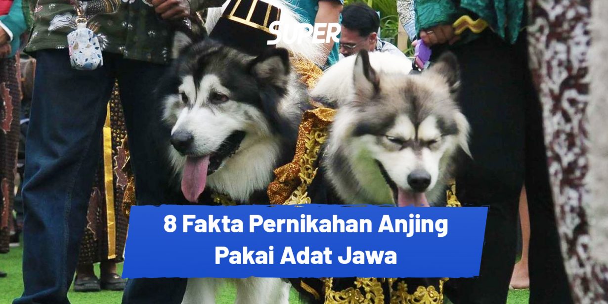 Fakta Pernikahan Anjing Jojo Dan Luna Biaya Rp Juta