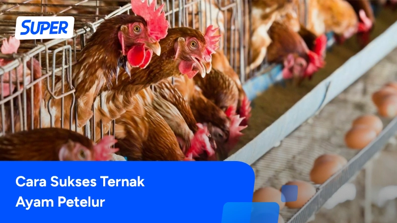 Cara Beternak Ayam Petelur Yang Benar, Hasilkan Untung Besar!