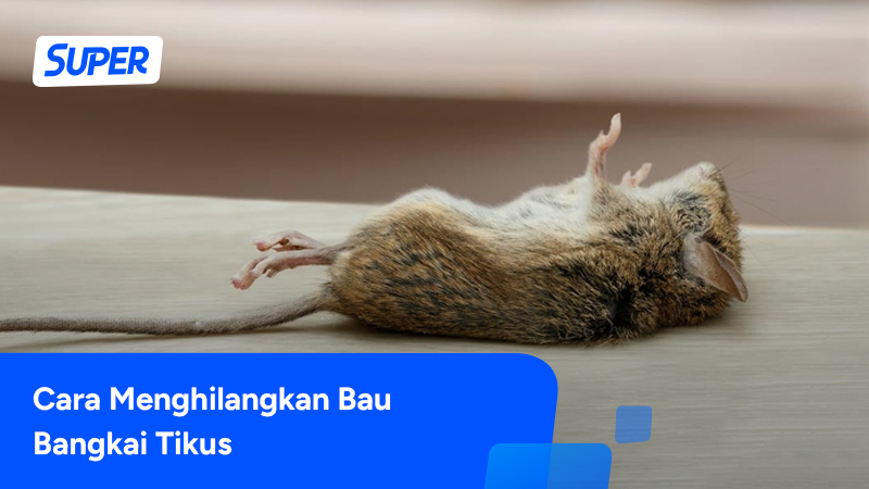 Cara menghilangkan bau bangkai tikus
