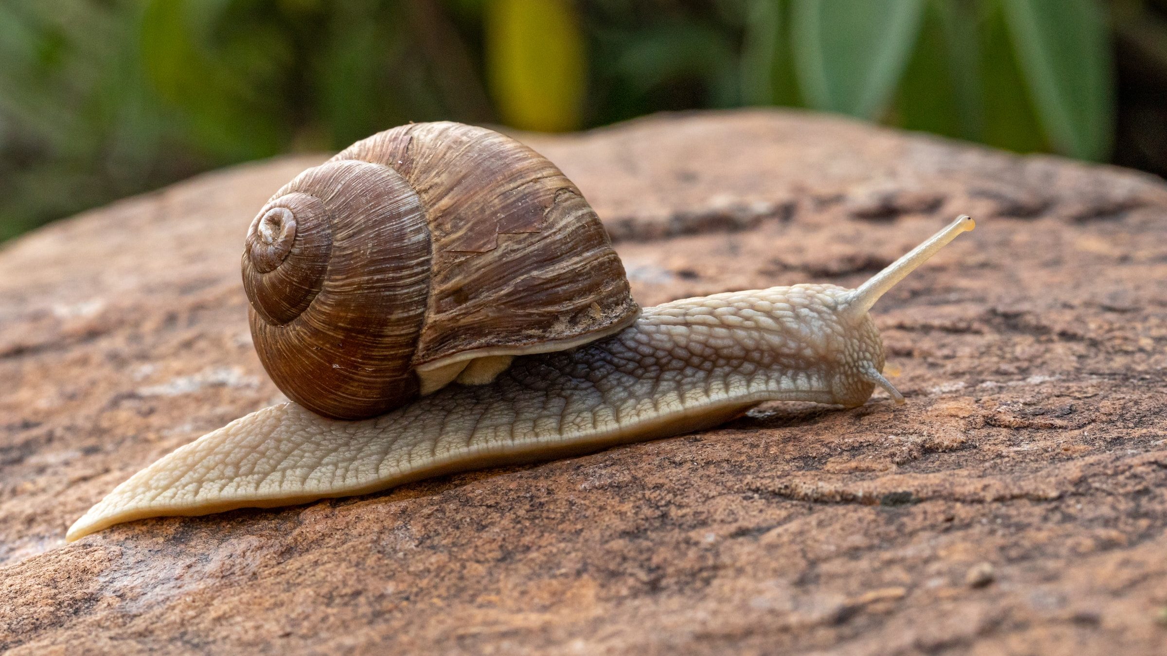cerita kancil dan siput