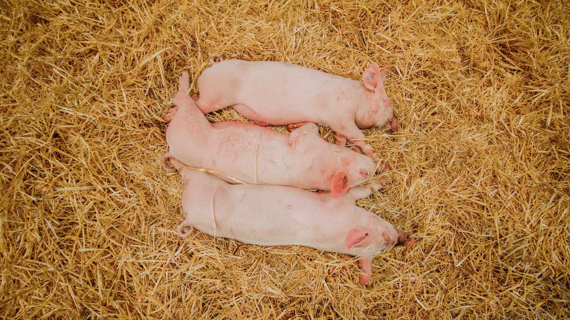 dongeng 3 babi kecil