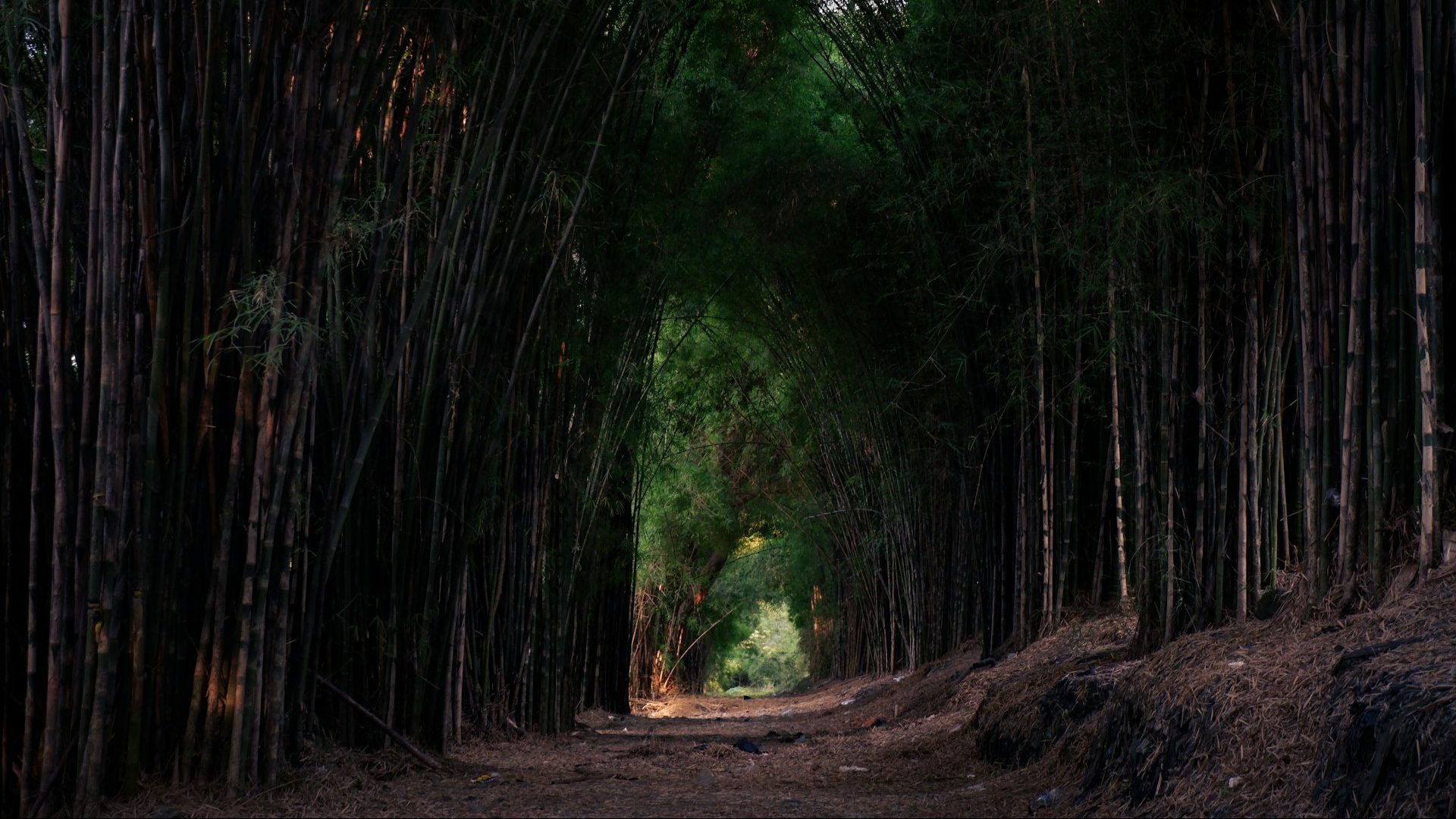 hutan bambu keputih